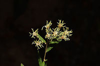 False Boneset (Brickellia eupatorioides) At the edge of a dense mixed forest. <br />
https://www.jungledragon.com/image/86816/false_boneset_brickellia_eupatorioides.html Brickellia eupatorioides,Fall,False Boneset,Geotagged,United States