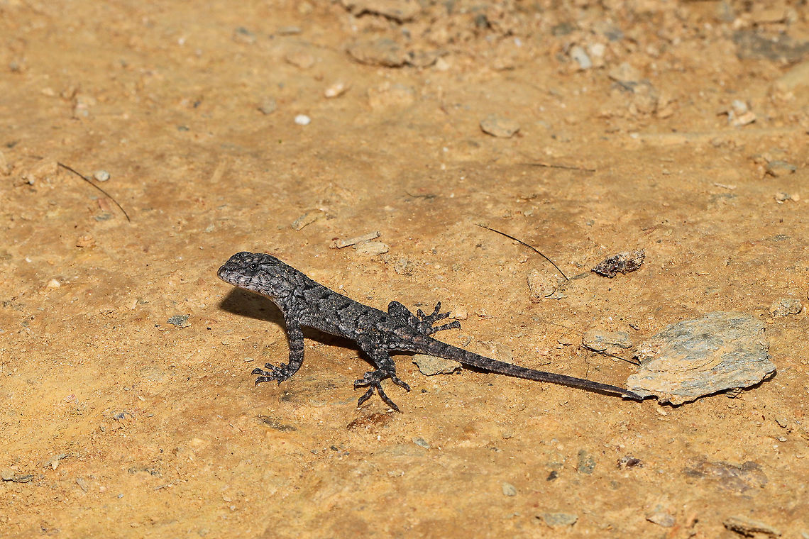 Eastern Fence Lizard (Sceloporus undulatus) Baby Unfortunately, I didn&#039;t get the clearest shot before this cutie scurried away! It was so tiny and adorable! At the disturbed edge of a dense mixed forest. Eastern fence lizard,Geotagged,Sceloporus undulatus,Summer,United States