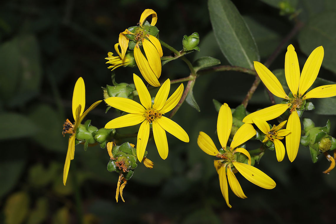 Starry Rosinweed (Silphium asteriscus) At the edge of a dense mixed forest. Geotagged,Silphium asteriscus,Starry rosinweed,Summer,United States