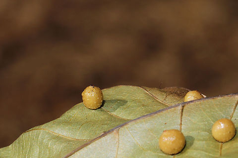 Hickory Bumpy Woody Gall Midge (Caryomyia tuberculata) Sticky, globular galls on a hickory leaf in a dense mixed forest.  And by "sticky," I mean they literally stuck to my fingers like they were covered in syrup or something sweet!
https://www.jungledragon.com/image/86821/hickory_bumpy_woody_gall_midge_caryomyia_tuberculata.html Caryomyia caryae,Caryomyia tuberculata,Geotagged,Hickory Bumpy Woody Gall Midge,Summer,United States
