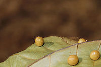 Hickory Bumpy Woody Gall Midge (Caryomyia tuberculata) Sticky, globular galls on a hickory leaf in a dense mixed forest.  And by "sticky," I mean they literally stuck to my fingers like they were covered in syrup or something sweet!<br />
https://www.jungledragon.com/image/86821/hickory_bumpy_woody_gall_midge_caryomyia_tuberculata.html Caryomyia caryae,Caryomyia tuberculata,Geotagged,Hickory Bumpy Woody Gall Midge,Summer,United States