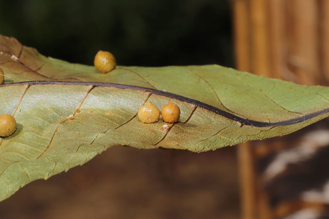 Hickory Bumpy Woody Gall Midge (Caryomyia tuberculata) Sticky, globular galls on a hickory leaf in a dense mixed forest.  And by "sticky," I mean they literally stuck to my fingers like they were covered in syrup or something sweet!<br />
<figure class="photo"><a href="https://www.jungledragon.com/image/86820/hickory_bumpy_woody_gall_midge_caryomyia_tuberculata.html" title="Hickory Bumpy Woody Gall Midge (Caryomyia tuberculata)"><img src="https://s3.amazonaws.com/media.jungledragon.com/images/3231/86820_thumb.jpg?AWSAccessKeyId=05GMT0V3GWVNE7GGM1R2&Expires=1770854410&Signature=z6kAAwnWV2BP3ulWZf1QL0%2FFwpY%3D" width="200" height="134" alt="Hickory Bumpy Woody Gall Midge (Caryomyia tuberculata) Sticky, globular galls on a hickory leaf in a dense mixed forest.  And by "sticky," I mean they literally stuck to my fingers like they were covered in syrup or something sweet!<br />
https://www.jungledragon.com/image/86821/hickory_bumpy_woody_gall_midge_caryomyia_tuberculata.html Caryomyia caryae,Caryomyia tuberculata,Geotagged,Hickory Bumpy Woody Gall Midge,Summer,United States" /></a></figure> Caryomyia caryae,Caryomyia tuberculata,Geotagged,Hickory Bumpy Woody Gall Midge,Summer,United States