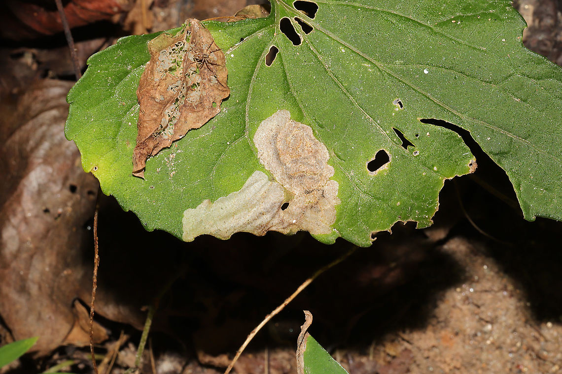 Nefusa ambigua Leaf Mines Leaf mines on Viola sp. <br />
<br />
Edit: This is a species record for Georgia! Fall,Geotagged,Nefusa ambigua,United States