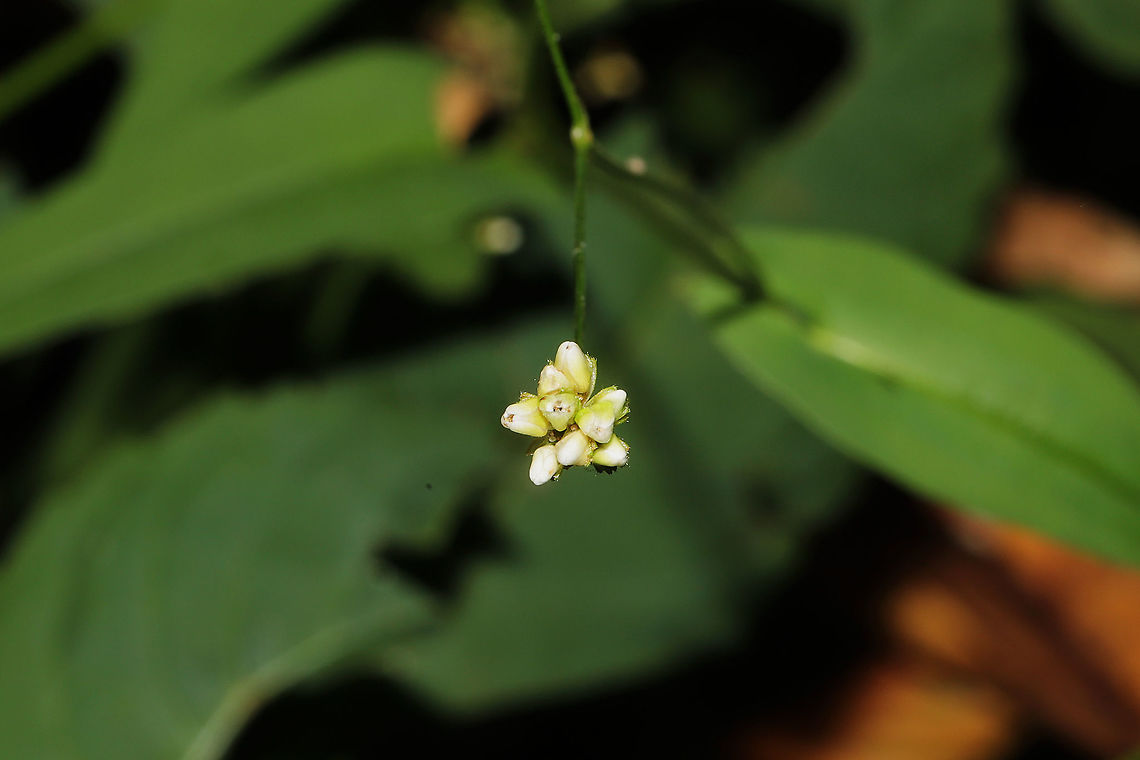 Arrow-leaved Tearthumb (Persicaria sagittata) Growing near a waterfall on a forested trail. <br />
<figure class="photo"><a href="https://www.jungledragon.com/image/86829/arrow-leaved_tearthumb_persicaria_sagittata.html" title="Arrow-leaved Tearthumb (Persicaria sagittata)"><img src="https://s3.amazonaws.com/media.jungledragon.com/images/3231/86829_thumb.jpg?AWSAccessKeyId=05GMT0V3GWVNE7GGM1R2&Expires=1759968010&Signature=ZgrdXGKXXU%2FLXKELSHmuFx4UXb4%3D" width="200" height="134" alt="Arrow-leaved Tearthumb (Persicaria sagittata) Growing near a waterfall on a forested trail. <br />
https://www.jungledragon.com/image/86828/arrow-leaved_tearthumb_persicaria_sagittata.html Fall,Geotagged,Persicaria sagittata,United States" /></a></figure> Fall,Geotagged,Persicaria sagittata,United States