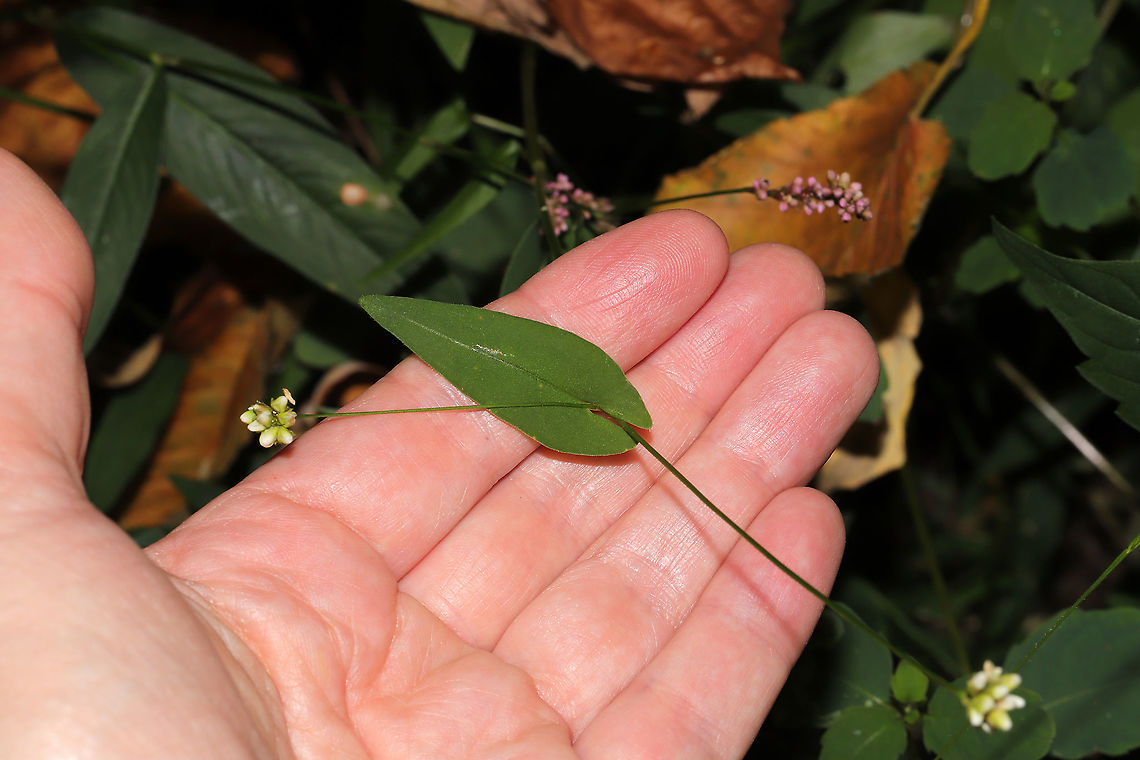 Arrow-leaved Tearthumb (Persicaria sagittata) Growing near a waterfall on a forested trail. <br />
<figure class="photo"><a href="https://www.jungledragon.com/image/86828/arrow-leaved_tearthumb_persicaria_sagittata.html" title="Arrow-leaved Tearthumb (Persicaria sagittata)"><img src="https://s3.amazonaws.com/media.jungledragon.com/images/3231/86828_thumb.jpg?AWSAccessKeyId=05GMT0V3GWVNE7GGM1R2&Expires=1769040010&Signature=Fjful4FDYeZTOZLuXV0QQsn2T%2Bw%3D" width="200" height="134" alt="Arrow-leaved Tearthumb (Persicaria sagittata) Growing near a waterfall on a forested trail. <br />
https://www.jungledragon.com/image/86829/arrow-leaved_tearthumb_persicaria_sagittata.html Fall,Geotagged,Persicaria sagittata,United States" /></a></figure> Fall,Geotagged,Persicaria sagittata,United States