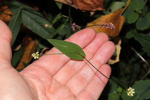 Arrow-leaved Tearthumb (Persicaria sagittata) Growing near a waterfall on a forested trail. 
https://www.jungledragon.com/image/86828/arrow-leaved_tearthumb_persicaria_sagittata.html Fall,Geotagged,Persicaria sagittata,United States