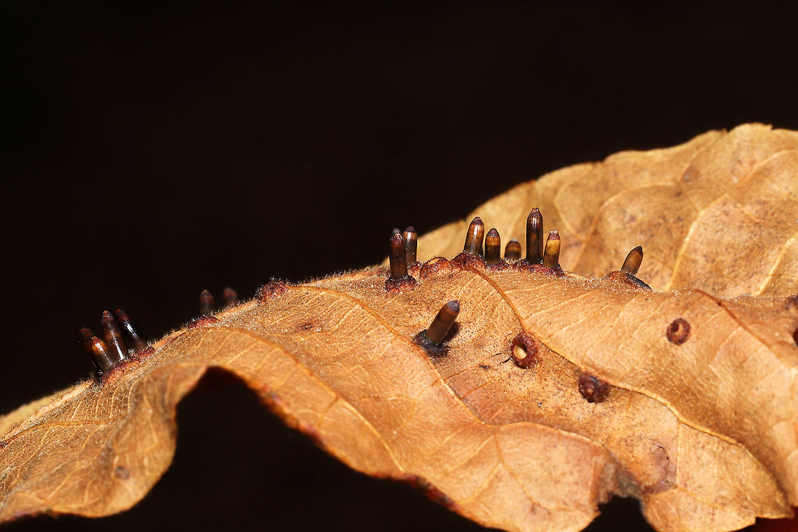 Hickory Bullet Gall Midge (Caryomyia tubicola) On a hickory (Carya sp.) leaf at the edge of a dense mixed forest. Caryomyia tubicola,Fall,Geotagged,Hickory Bullet Gall Midge,United States