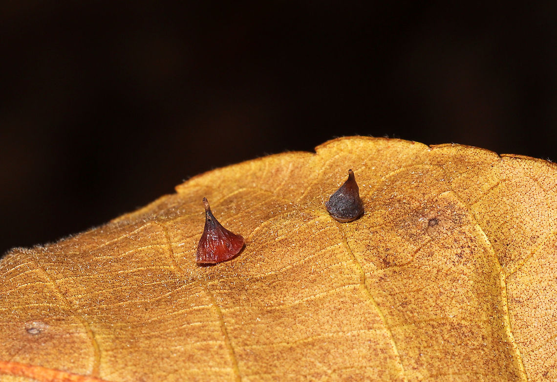 Hickory Smooth Gumdrop Gall Midge (Caryomyia sanguinolenta)  Caryomyia sanguinolenta,Fall,Geotagged,United States