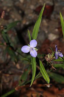 Zigzag Spiderwort (Tradescantia subaspera) Near a waterfall on a forested trail.  Fall,Geotagged,Tradescantia subaspera,United States,Zigzag Spiderwort