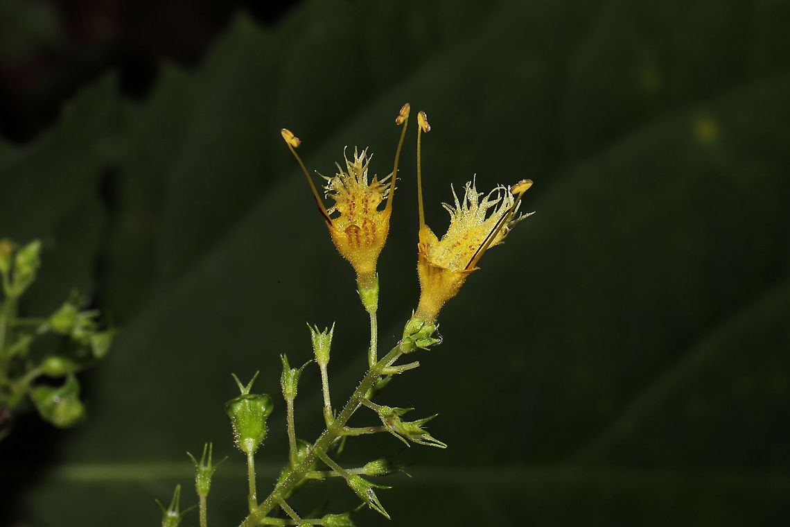 Richweed (Collinsonia canadensis) Growing on a forested trail near a stream. <br />
<figure class="photo"><a href="https://www.jungledragon.com/image/87028/richweed_collinsonia_canadensis.html" title="Richweed (Collinsonia canadensis)"><img src="https://s3.amazonaws.com/media.jungledragon.com/images/3231/87028_thumb.jpg?AWSAccessKeyId=05GMT0V3GWVNE7GGM1R2&Expires=1769040010&Signature=mhJxqhYjCpQnSuH2xJRM65jC9cM%3D" width="200" height="134" alt="Richweed (Collinsonia canadensis) Growing on a forested trail near a stream.<br />
https://www.jungledragon.com/image/87027/richweed_collinsonia_canadensis.html Collinsonia canadensis,Fall,Geotagged,Richweed,United States" /></a></figure> Collinsonia canadensis,Fall,Geotagged,Richweed,United States