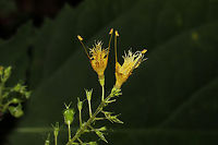 Richweed (Collinsonia canadensis) Growing on a forested trail near a stream. <br />
https://www.jungledragon.com/image/87028/richweed_collinsonia_canadensis.html Collinsonia canadensis,Fall,Geotagged,Richweed,United States