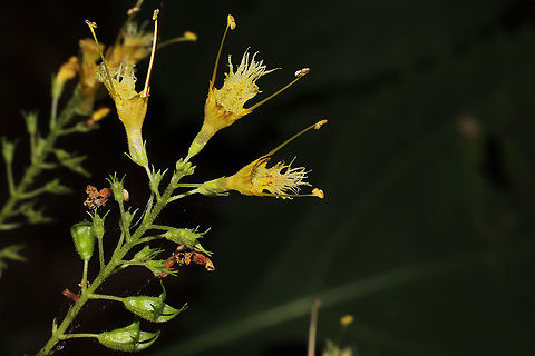 Richweed (Collinsonia canadensis) Growing on a forested trail near a stream.
https://www.jungledragon.com/image/87027/richweed_collinsonia_canadensis.html Collinsonia canadensis,Fall,Geotagged,Richweed,United States