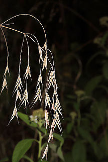 Hairy Woodland Brome (Bromus pubescens) Growing at a power line cut near a forested area/swamp.  Bromus ciliatus,Bromus pubescens,Fall,Geotagged,United States