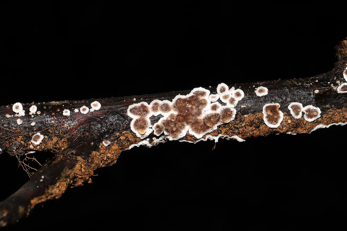 Giraffe Spots (Dendrophora albobadia ) Growing on a rotting branch buried in mud/leaf litter.  Fall,Geotagged,Peniophora albobadia,United States