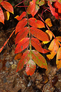 Shining Sumac (Rhus copallinum) At the edge of a dense mixed forest.  Fall,Geotagged,Rhus copallinum,United States,Winged sumac