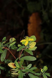St. Andrews Cross (Hypericum hypericoides) At a dense mixed forest edge.  Fall,Geotagged,Hypericum hypericoides,St. Andrew's Cross,United States