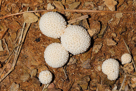 Lycoperdon curtisii? In disturbed soil, growing in clusters.  Fall,Geotagged,Lycoperdon curtisii,United States