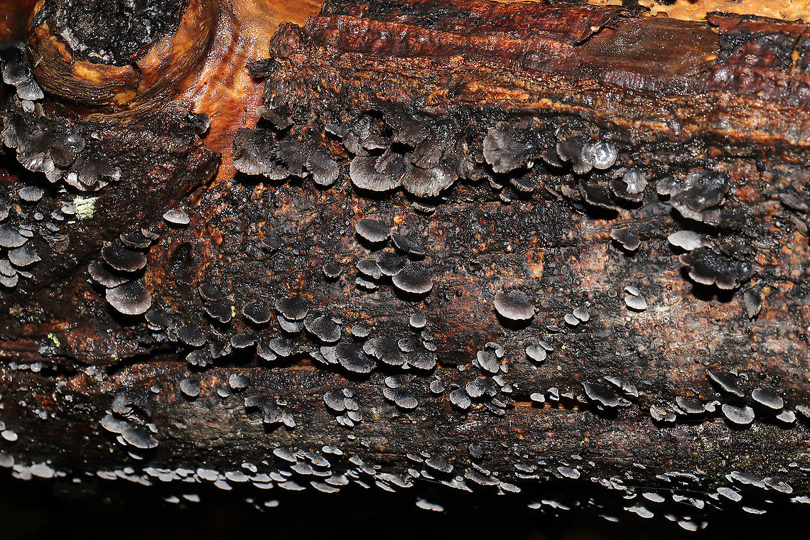 Resupinatus alboniger Growing on fallen, rotting tulip poplar (?) log at the edge of a dense mixed forest. Could be R. applicatus, but I have never seen ones in our area with much pubescence.<br />
<figure class="photo"><a href="https://www.jungledragon.com/image/87127/resupinatus_alboniger.html" title="Resupinatus alboniger"><img src="https://s3.amazonaws.com/media.jungledragon.com/images/3231/87127_thumb.jpg?AWSAccessKeyId=05GMT0V3GWVNE7GGM1R2&Expires=1759968010&Signature=8iEtUDJ%2BQc0MNf7ji7gqQMsInpQ%3D" width="200" height="134" alt="Resupinatus alboniger Growing on fallen, rotting tulip poplar (?) log at the edge of a dense mixed forest. Could be R. applicatus, but I have never seen ones in our area with much pubescence. <br />
https://www.jungledragon.com/image/87126/resupinatus_alboniger.html Fall,Geotagged,Resupinatus alboniger,United States" /></a></figure> Fall,Geotagged,Resupinatus alboniger,United States
