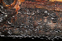 Resupinatus alboniger Growing on fallen, rotting tulip poplar (?) log at the edge of a dense mixed forest. Could be R. applicatus, but I have never seen ones in our area with much pubescence.<br />
https://www.jungledragon.com/image/87127/resupinatus_alboniger.html Fall,Geotagged,Resupinatus alboniger,United States