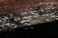 Resupinatus alboniger Growing on fallen, rotting tulip poplar (?) log at the edge of a dense mixed forest. Could be R. applicatus, but I have never seen ones in our area with much pubescence. <br />
https://www.jungledragon.com/image/87126/resupinatus_alboniger.html Fall,Geotagged,Resupinatus alboniger,United States