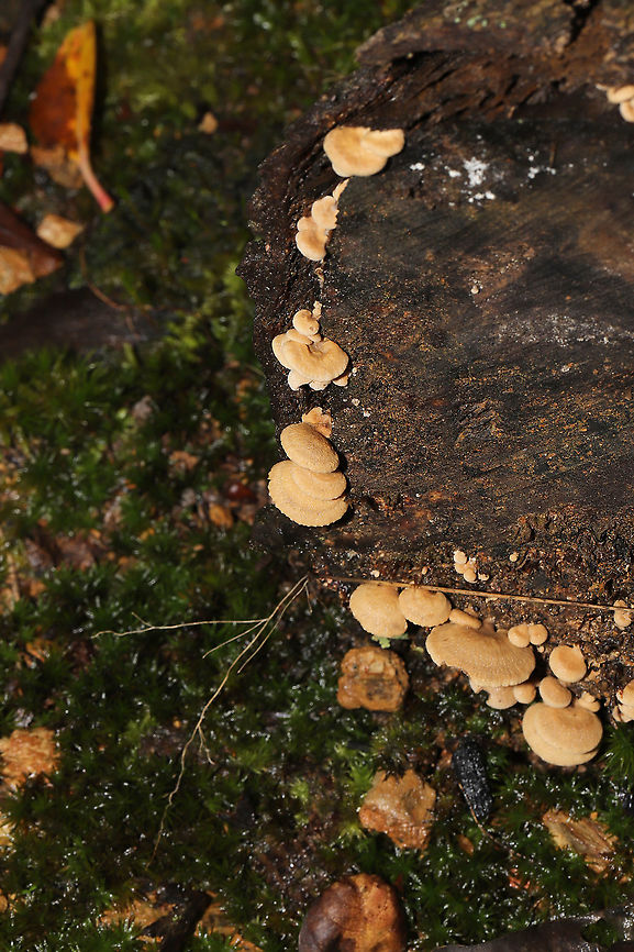 Luminescent Panellus (Panellus stipticus) On a fallen, rotting oak on a forest floor. <br />
<figure class="photo"><a href="https://www.jungledragon.com/image/87129/luminescent_panellus_panellus_stipticus.html" title="Luminescent Panellus (Panellus stipticus)"><img src="https://s3.amazonaws.com/media.jungledragon.com/images/3231/87129_thumb.jpg?AWSAccessKeyId=05GMT0V3GWVNE7GGM1R2&Expires=1759968010&Signature=acrtNFG5E9UqgDM%2BPJw1Xvv%2BnOA%3D" width="102" height="152" alt="Luminescent Panellus (Panellus stipticus) On a fallen, rotting oak on a forest floor. <br />
https://www.jungledragon.com/image/87128/luminescent_panellus_panellus_stipticus.html Bitter oyster,Fall,Geotagged,Panellus stipticus,United States" /></a></figure> Bitter oyster,Fall,Geotagged,Panellus stipticus,United States