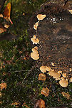 Luminescent Panellus (Panellus stipticus) On a fallen, rotting oak on a forest floor. <br />
https://www.jungledragon.com/image/87129/luminescent_panellus_panellus_stipticus.html Bitter oyster,Fall,Geotagged,Panellus stipticus,United States