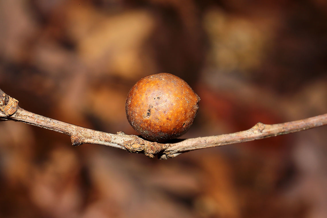 Round Bullet Gall Wasp (Disholcaspis quercusglobulus) Not really sure if the species-level ID is good here.Growing on an oak (likely Quercus montana) twig at the edge of a dense mixed forest. Andricus kollari,Bullet Gall Wasp,Disholcaspis quercusglobulus,Fall,Geotagged,Oak marble gall,United States