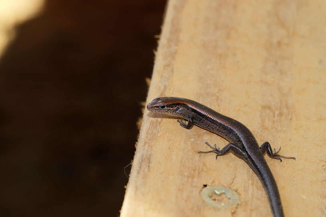 Little Brown Skink (Scincella lateralis) Basking on our porch at the edge of a dense mixed forest. Fall,Geotagged,Little Brown Skink,Scincella lateralis,United States