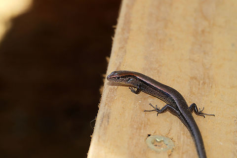 Little Brown Skink (Scincella lateralis) Basking on our porch at the edge of a dense mixed forest. Fall,Geotagged,Little Brown Skink,Scincella lateralis,United States