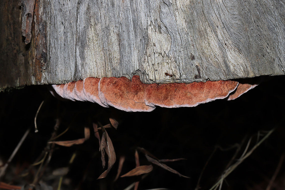 Rosy Conk (Rhodofomes cajanderi) On a rotting pine at the edge of a dense mixed forest.  Fall,Geotagged,Rhodofomes cajanderi,Rosy Conk,United States