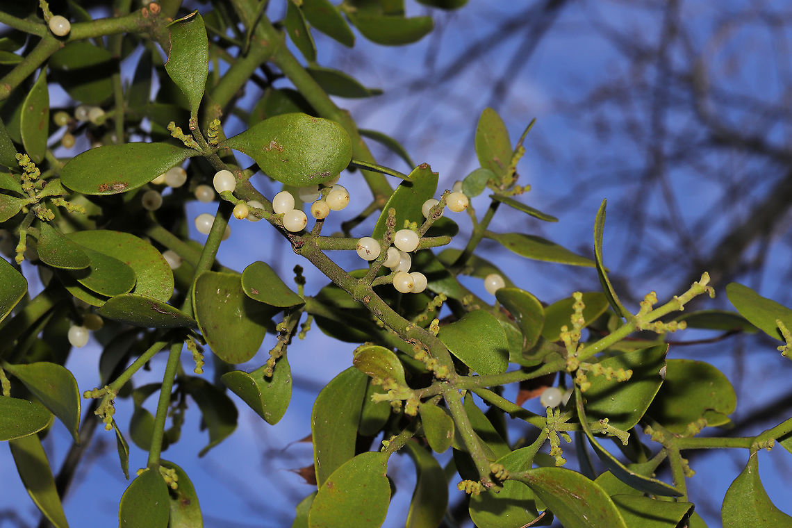 Oak Mistletoe (Phoradendron leucarpum) Growing on a young oak tree in a public park. <br />
<figure class="photo"><a href="https://www.jungledragon.com/image/87164/oak_mistletoe_phoradendron_leucarpum.html" title="Oak Mistletoe (Phoradendron leucarpum)"><img src="https://s3.amazonaws.com/media.jungledragon.com/images/3231/87164_thumb.jpg?AWSAccessKeyId=05GMT0V3GWVNE7GGM1R2&Expires=1767225610&Signature=A4N%2Bo6gpwKbrkjP7cZdxtmrkZ0k%3D" width="200" height="134" alt="Oak Mistletoe (Phoradendron leucarpum) Growing on a young oak tree in a public park.<br />
https://www.jungledragon.com/image/87163/oak_mistletoe_phoradendron_leucarpum.html Fall,Geotagged,Oak Mistletoe,Phoradendron leucarpum,United States" /></a></figure> Fall,Geotagged,Oak Mistletoe,Phoradendron leucarpum,United States
