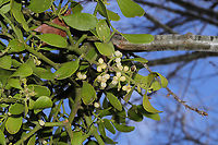 Oak Mistletoe (Phoradendron leucarpum) Growing on a young oak tree in a public park.<br />
https://www.jungledragon.com/image/87163/oak_mistletoe_phoradendron_leucarpum.html Fall,Geotagged,Oak Mistletoe,Phoradendron leucarpum,United States