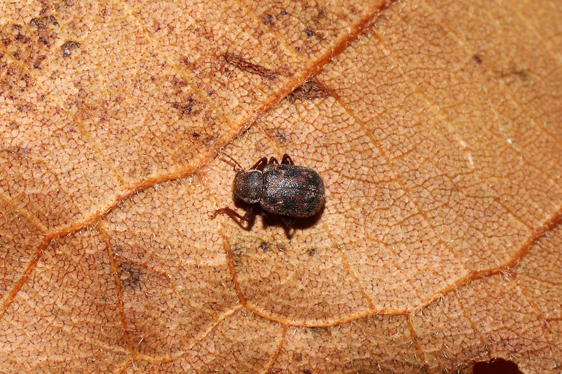 Xanthonia sp. Tiny beetle found under leaf litter (on an oak leaf) in a dense mixed forest.<br />
This genus is pretty difficult, so I&#039;m waiting for some more help on BugGuide. Maybe X. picturata or X.  decemnotata?<br />
<figure class="photo"><a href="https://www.jungledragon.com/image/87190/xanthonia_sp.html" title="Xanthonia sp."><img src="https://s3.amazonaws.com/media.jungledragon.com/images/3231/87190_thumb.jpg?AWSAccessKeyId=05GMT0V3GWVNE7GGM1R2&Expires=1759968010&Signature=sjOQqoy0bHj98ejqVygKeVLZdoY%3D" width="200" height="134" alt="Xanthonia sp. Tiny beetle found under leaf litter (on an oak leaf) in a dense mixed forest.<br />
This genus is pretty difficult, so I&#039;m waiting for some more help on BugGuide. Maybe X. picturata or X.  decemnotata?<br />
https://www.jungledragon.com/image/87189/xanthonia_sp.html<br />
https://www.jungledragon.com/image/87188/xanthonia_sp.html Fall,Geotagged,United States" /></a></figure><br />
<figure class="photo"><a href="https://www.jungledragon.com/image/87188/xanthonia_sp.html" title="Xanthonia sp."><img src="https://s3.amazonaws.com/media.jungledragon.com/images/3231/87188_thumb.jpg?AWSAccessKeyId=05GMT0V3GWVNE7GGM1R2&Expires=1759968010&Signature=NscOGc0tXU4UnFLHYBrptmH0R0g%3D" width="200" height="134" alt="Xanthonia sp. Tiny beetle found under leaf litter (on an oak leaf) in a dense mixed forest. <br />
This genus is pretty difficult, so I&#039;m waiting for some more help on BugGuide. Maybe X. picturata or X.  decemnotata?<br />
https://www.jungledragon.com/image/87190/xanthonia_sp.html<br />
https://www.jungledragon.com/image/87189/xanthonia_sp.html Fall,Geotagged,United States" /></a></figure> Fall,Geotagged,United States