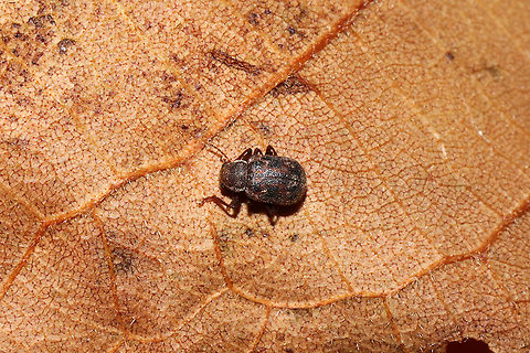 Xanthonia sp. Tiny beetle found under leaf litter (on an oak leaf) in a dense mixed forest.
This genus is pretty difficult, so I'm waiting for some more help on BugGuide. Maybe X. picturata or X.  decemnotata?
https://www.jungledragon.com/image/87190/xanthonia_sp.html
https://www.jungledragon.com/image/87188/xanthonia_sp.html Fall,Geotagged,United States
