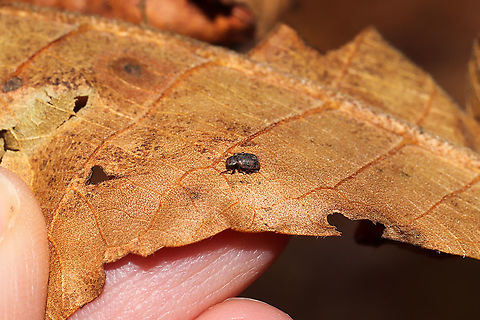 Xanthonia sp. Tiny beetle found under leaf litter (on an oak leaf) in a dense mixed forest.
This genus is pretty difficult, so I'm waiting for some more help on BugGuide. Maybe X. picturata or X.  decemnotata?
https://www.jungledragon.com/image/87189/xanthonia_sp.html
https://www.jungledragon.com/image/87188/xanthonia_sp.html Fall,Geotagged,United States