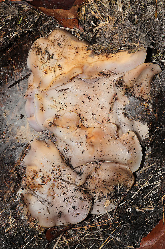 Wood Blewits (Lepista nuda) Growing at a dense mixed forest edge (in a hay-covered, disturbed area I&#039;m rehabbing).<br />
<figure class="photo"><a href="https://www.jungledragon.com/image/87273/wood_blewits_lepista_nuda.html" title="Wood Blewits (Lepista nuda)"><img src="https://s3.amazonaws.com/media.jungledragon.com/images/3231/87273_thumb.jpg?AWSAccessKeyId=05GMT0V3GWVNE7GGM1R2&Expires=1767225610&Signature=j5LjDASkFO2bvvDt4dhF85sgAIk%3D" width="200" height="134" alt="Wood Blewits (Lepista nuda) Growing at a dense mixed forest edge (in a hay-covered, disturbed area I&#039;m rehabbing).<br />
https://www.jungledragon.com/image/87272/wood_blewits_lepista_nuda.html Fall,Geotagged,Lepista nuda,United States,Wood blewit" /></a></figure> Fall,Geotagged,Lepista nuda,United States,Wood blewit