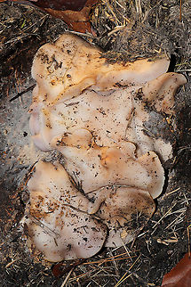 Wood Blewits (Lepista nuda) Growing at a dense mixed forest edge (in a hay-covered, disturbed area I'm rehabbing).
https://www.jungledragon.com/image/87273/wood_blewits_lepista_nuda.html Fall,Geotagged,Lepista nuda,United States,Wood blewit