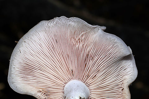 Wood Blewits (Lepista nuda) Growing at a dense mixed forest edge (in a hay-covered, disturbed area I'm rehabbing).
https://www.jungledragon.com/image/87272/wood_blewits_lepista_nuda.html Fall,Geotagged,Lepista nuda,United States,Wood blewit