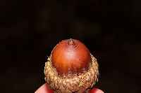 Scarlet Oak Acorn (Quercus coccinea) Growing at the edge of a dense mixed forest. This oak tree has beautiful scarlet foliage in the fall and tends to drop its leaves very late. I hope to get some shots before they have fully dropped!<br />
<br />
Note one of the identifying features here: concentric rings around the apex of the acorn!<br />
https://www.jungledragon.com/image/87276/scarlet_oak_leaf_quercus_coccinea.html Fall,Geotagged,Quercus coccinea,Scarlet oak,United States
