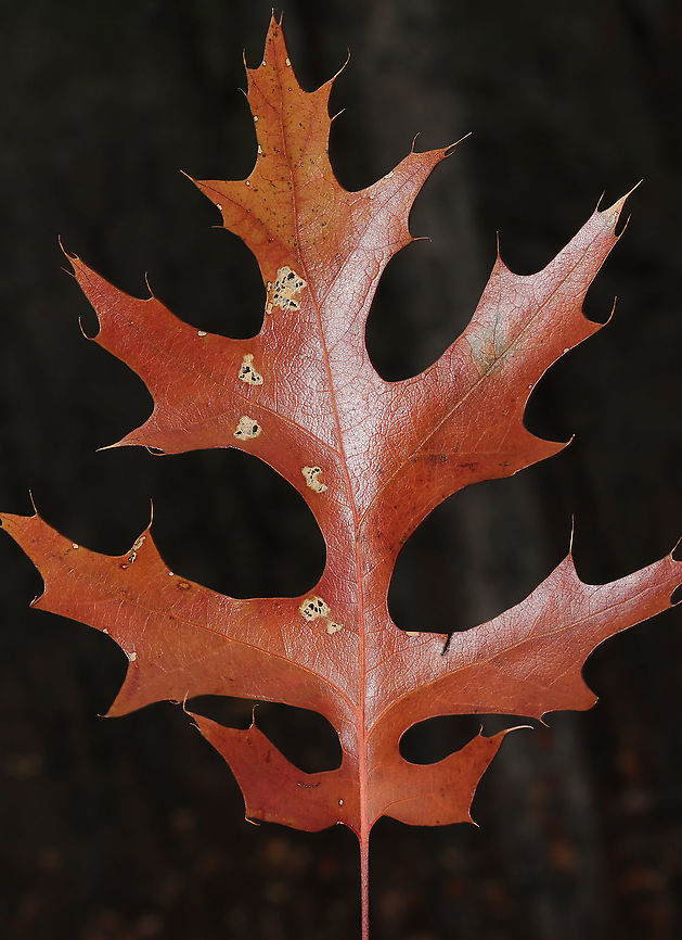 Scarlet Oak Leaf (Quercus coccinea) Growing at the edge of a dense mixed forest. This oak tree has beautiful scarlet foliage in the fall and tends to drop its leaves very late. I hope to get some shots before they have fully dropped!<br />
<br />
Note one of the identifying features here: concentric rings around the apex of the acorn!<br />
<figure class="photo"><a href="https://www.jungledragon.com/image/87275/scarlet_oak_acorn_quercus_coccinea.html" title="Scarlet Oak Acorn (Quercus coccinea)"><img src="https://s3.amazonaws.com/media.jungledragon.com/images/3231/87275_thumb.jpg?AWSAccessKeyId=05GMT0V3GWVNE7GGM1R2&Expires=1759968010&Signature=FZKwYJ9WPUNOP7m1tiS6WSWffvE%3D" width="200" height="134" alt="Scarlet Oak Acorn (Quercus coccinea) Growing at the edge of a dense mixed forest. This oak tree has beautiful scarlet foliage in the fall and tends to drop its leaves very late. I hope to get some shots before they have fully dropped!<br />
<br />
Note one of the identifying features here: concentric rings around the apex of the acorn!<br />
https://www.jungledragon.com/image/87276/scarlet_oak_leaf_quercus_coccinea.html Fall,Geotagged,Quercus coccinea,Scarlet oak,United States" /></a></figure> Fall,Geotagged,Quercus coccinea,Scarlet oak,United States
