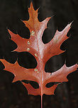 Scarlet Oak Leaf (Quercus coccinea) Growing at the edge of a dense mixed forest. This oak tree has beautiful scarlet foliage in the fall and tends to drop its leaves very late. I hope to get some shots before they have fully dropped!<br />
<br />
Note one of the identifying features here: concentric rings around the apex of the acorn!<br />
https://www.jungledragon.com/image/87275/scarlet_oak_acorn_quercus_coccinea.html Fall,Geotagged,Quercus coccinea,Scarlet oak,United States