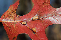 Vein Pocket Galls  (Macrodiplosis majalis) on Scarlet Oak (Quercus coccinea) Galls growing on the veins of the underside of an oak leaf. They look kind of disgusting to me...like pustules!<br />
<br />
The Macrodiplosis genus is still not well-described, so it is always possible that this is another species. Visually, it is a match on BugGuide.<br />
https://www.jungledragon.com/image/87284/vein_pocket_galls_macrodiplosis_majalis_on_scarlet_oak_quercus_coccinea.html Fall,Geotagged,Macrodiplosis majalis,United States