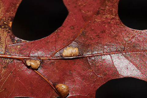 Vein Pocket Galls  (Macrodiplosis majalis) on Scarlet Oak (Quercus coccinea) Galls growing on the veins of the underside of an oak leaf. They look kind of disgusting to me...like pustules!

The Macrodiplosis genus is still not well-described, so it is always possible that this is another species. Visually, it is a match on BugGuide. 
https://www.jungledragon.com/image/87283/vein_pocket_galls_macrodiplosis_majalis_on_scarlet_oak_quercus_coccinea.html Fall,Geotagged,Macrodiplosis majalis,United States