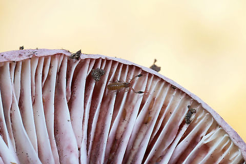 Pseudoscorpion on the Hunt I went on a walk in the forest today and was rewarded by finding my first pseudoscorpion ever! It was quite tiny (I barely noticed it), and it appeared to be hunting springtails (possibly?) on the underside of Hygrophorus russula in a dense mixed forest (beneath heavy leaf litter).

Sorry for the crappy shot! It was tiny, and I was having technical difficulties wearing thick gloves! XD Fall,Geotagged,United States