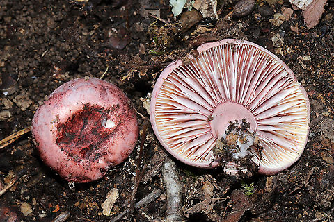 False Russula (Hygrophorus Russula) Okay I must admit that I was fooled by these mushrooms. I have gotten rusty in IDing since I haven't done much mushrooming in the past 6-8 months! I was desperately trying to find a Russula or Lactarius/Lactifluus that matched these to no avail. Turns out they are big ole fakers!

Growing beneath leaf litter in a dense mixed forest near oak and hickory trees.
KOH on cap --light olive/gray/brown.
Flavor/Odor--indistinct.
Notes--Red/pink edges on young gills. Pink/purple staining on older gills. No latex present.
https://www.jungledragon.com/image/87360/false_russula_hygrophorus_russula_-_pink_gill_edges_on_young_specimen.html Fall,Geotagged,Hygrophorus russula,Pinkmottle woodwax,United States