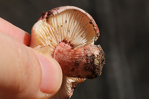 False Russula (Hygrophorus Russula) - Pink Gill Edges on Young Specimen False Russula (Hygrophorus Russula)

Okay I must admit that I was fooled by these mushrooms. I have gotten rusty in IDing since I haven't done much mushrooming in the past 6-8 months! I was desperately trying to find a Russula or Lactarius/Lactifluus that matched these to no avail. Turns out they are big ole fakers!

Growing beneath leaf litter in a dense mixed forest near oak and hickory trees.
KOH on cap --light olive/gray/brown.
Flavor/Odor--indistinct.
Notes--Red/pink edges on young gills. Pink/purple staining on older gills. No latex present. 
https://www.jungledragon.com/image/87359/false_russula_hygrophorus_russula.html Fall,Geotagged,Hygrophorus russula,Pinkmottle woodwax,United States