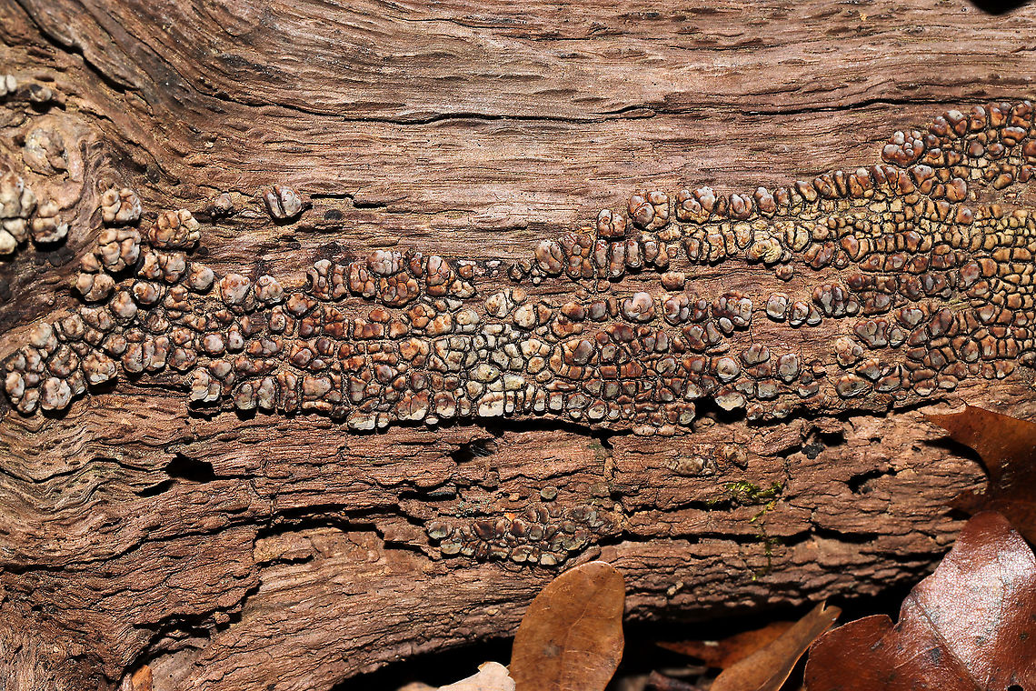 Ceramic Parchment (Xylobolus frustulatus) Growing on a highly rotted log in a dense mixed forest.  Ceramic fungus,Fall,Geotagged,United States,Xylobolus frustulatus