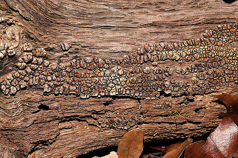 Ceramic Parchment (Xylobolus frustulatus) Growing on a highly rotted log in a dense mixed forest.  Ceramic fungus,Fall,Geotagged,United States,Xylobolus frustulatus