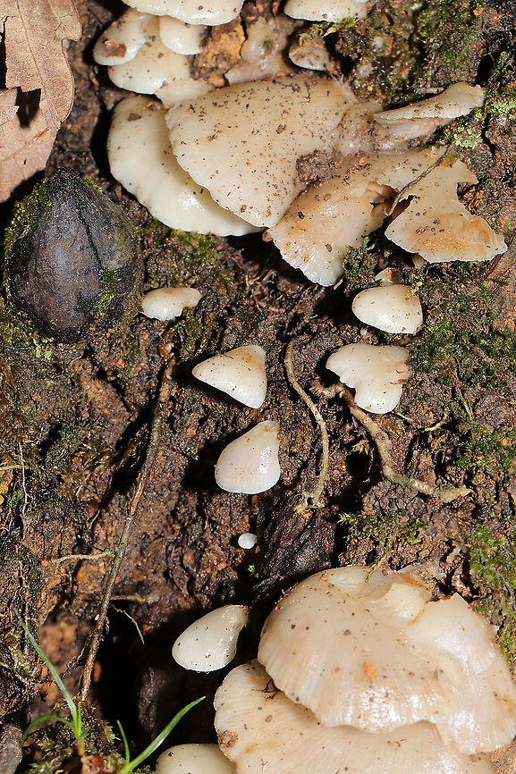 Soft Slippers (Crepidotus mollis) Growing at the base of a dead (young) hardwood. Spore print--brown.<br />
<figure class="photo"><a href="https://www.jungledragon.com/image/87393/soft_slippers_crepidotus_mollis.html" title="Soft Slippers (Crepidotus mollis)"><img src="https://s3.amazonaws.com/media.jungledragon.com/images/3231/87393_thumb.jpg?AWSAccessKeyId=05GMT0V3GWVNE7GGM1R2&Expires=1759968010&Signature=D4CoqAl4OpY8rUcCSNVGE6IDjxc%3D" width="200" height="134" alt="Soft Slippers (Crepidotus mollis) Growing at the base of a dead (young) hardwood.  Spore print--brown.<br />
https://www.jungledragon.com/image/87392/soft_slippers_crepidotus_mollis.html Crepidotus mollis,Fall,Geotagged,Soft Slipper,United States" /></a></figure> Crepidotus mollis,Fall,Geotagged,Soft Slipper,United States