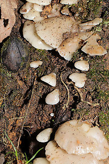 Soft Slippers (Crepidotus mollis) Growing at the base of a dead (young) hardwood. Spore print--brown.
https://www.jungledragon.com/image/87393/soft_slippers_crepidotus_mollis.html Crepidotus mollis,Fall,Geotagged,Soft Slipper,United States